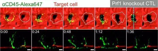 ֮ǰCTLϸ��������ϸ����ϸ��Ĥ��Ī�����ڡ�ߵ�����ء�